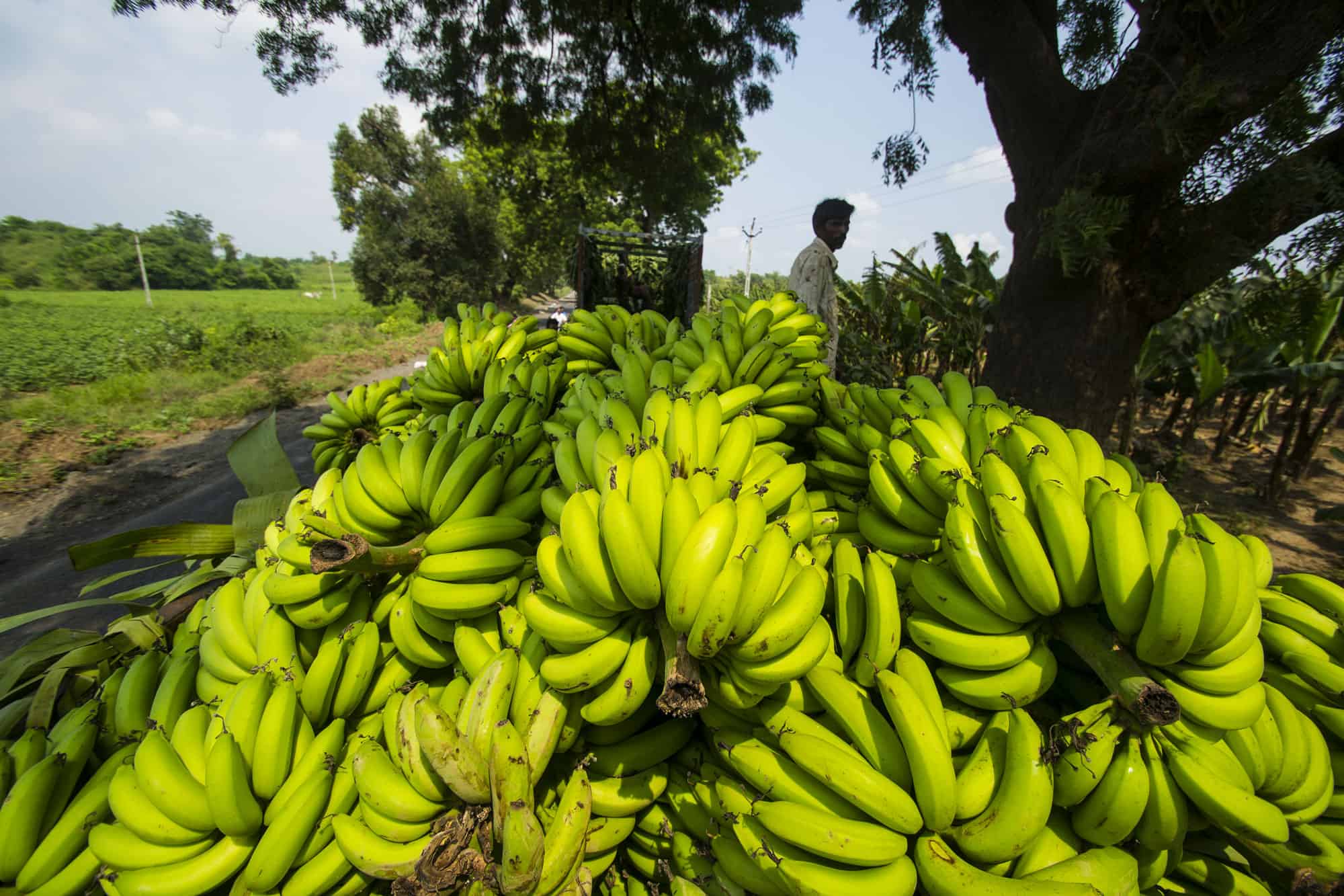 piantagione di banane