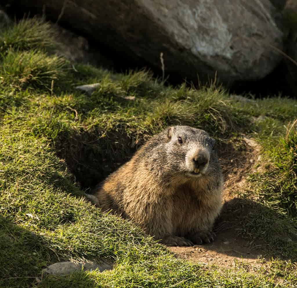 La marmotta esce dalla sua tana in un prato