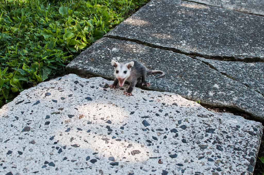 Cucciolo di opossum in visita nel mio cortile a Pottstown in Pennsylvania