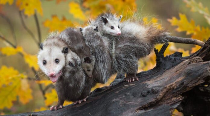 opossum sull'albero con i bambini sul dorso