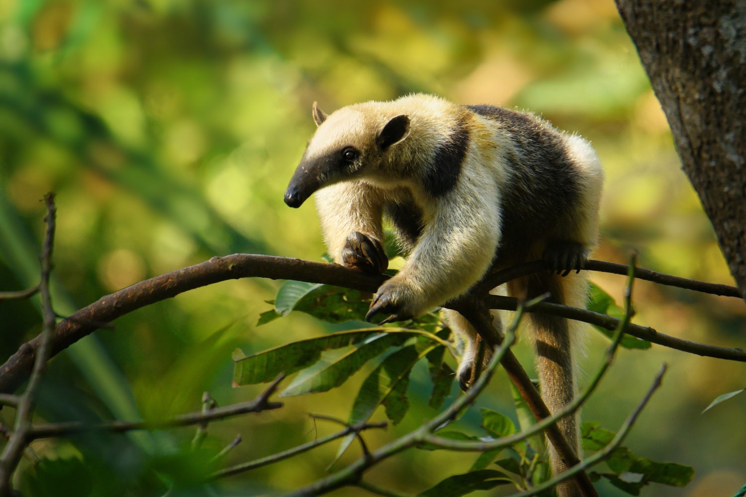 Tamandua settentrionale - Tamandua mexicana specie di formichiere, foreste tropicali e subtropicali dal Messico meridionale, America centrale fino al confine delle Ande settentrionali