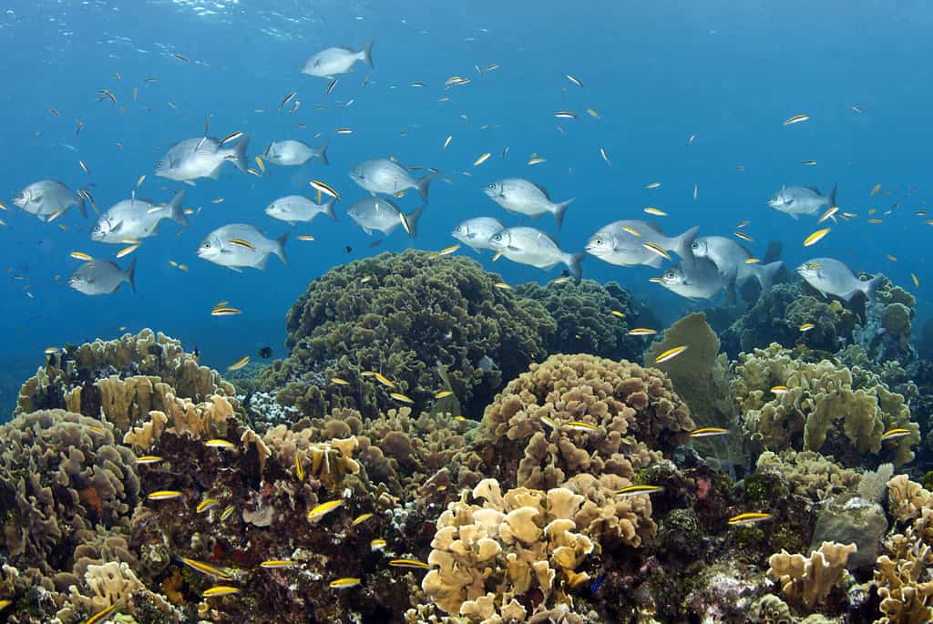 Barriera corallina al largo dell'isola dei Caraibi, Roatan