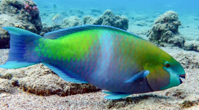 pesci pappagallo blu e verdi che nuotano sott'acqua