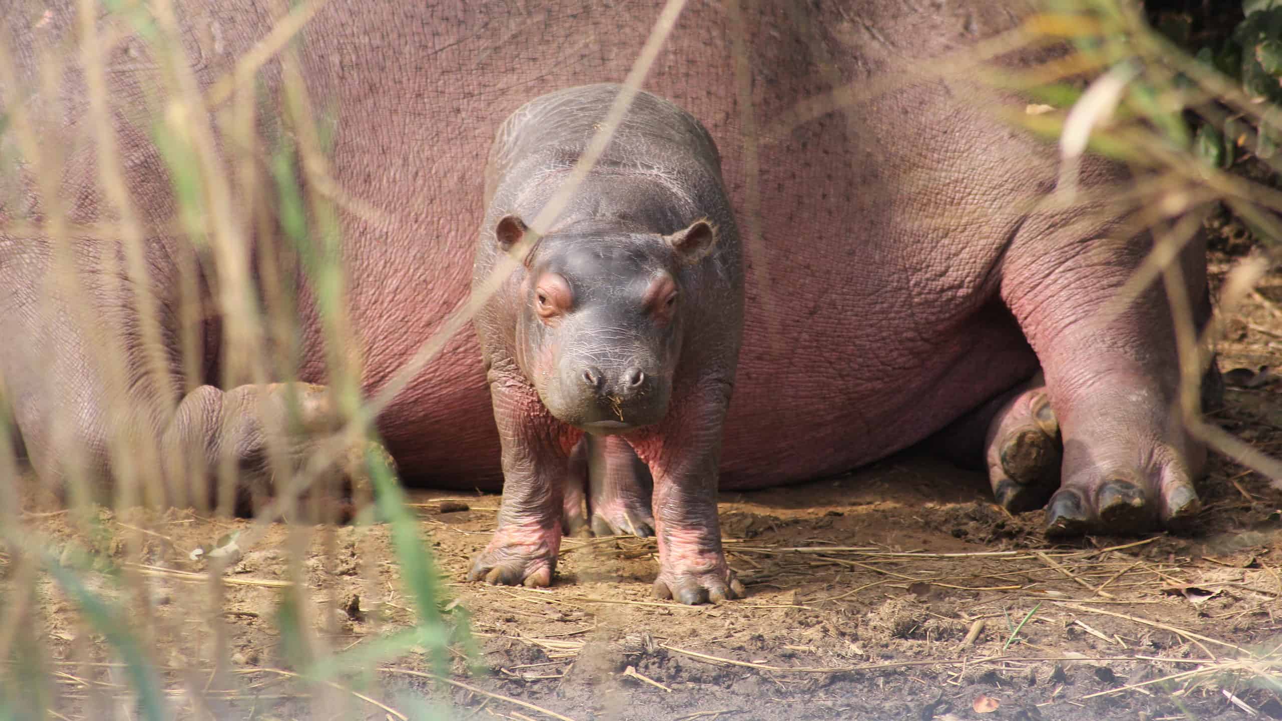 Cucciolo di ippopotamo con la madre