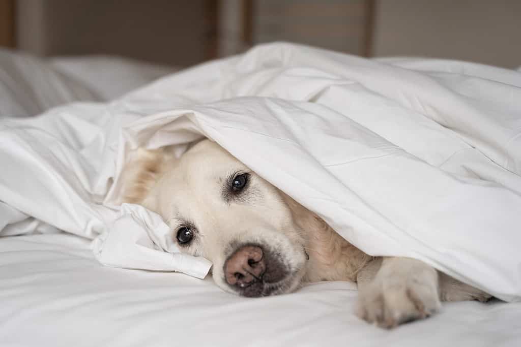 Cane malato da vicino sdraiato sotto una coperta bianca nel letto del proprietario dell'animale domestico.  L'animale domestico preferito si sente male, solo.  Concetto veterinario di cura, cibo, umore degli animali domestici.