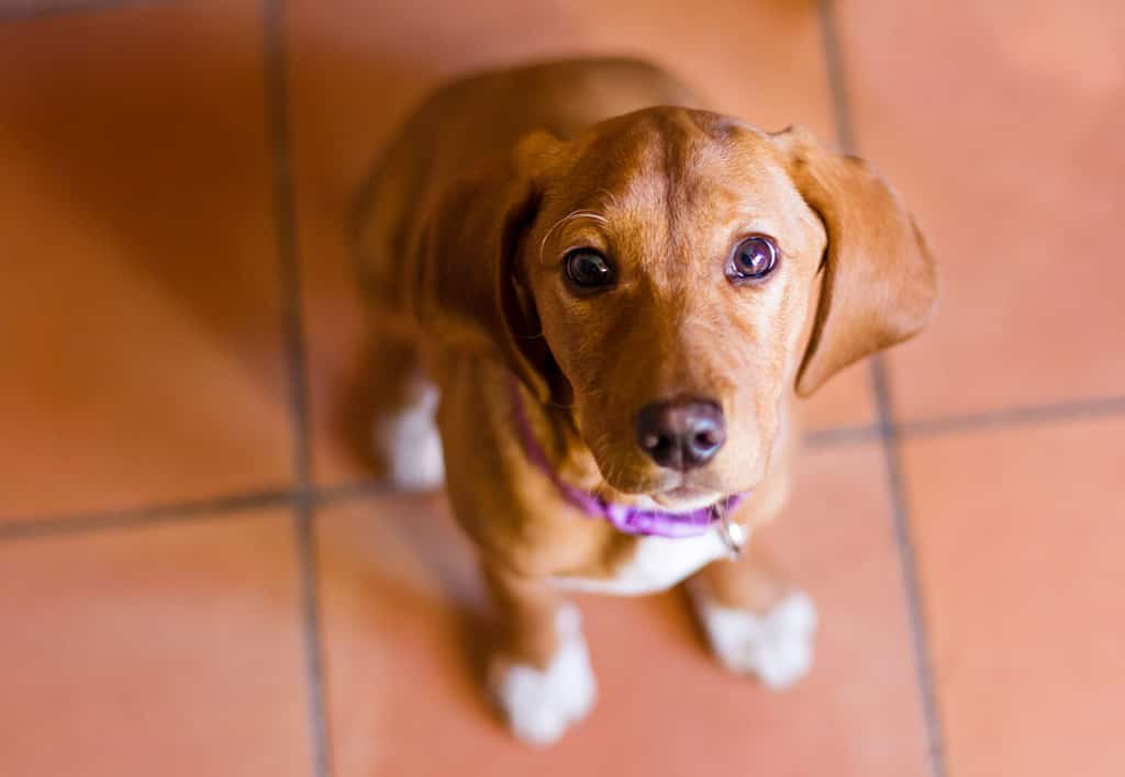 Ritratto del cucciolo di cane Bloodhound.  Messa a fuoco selettiva sugli occhi.