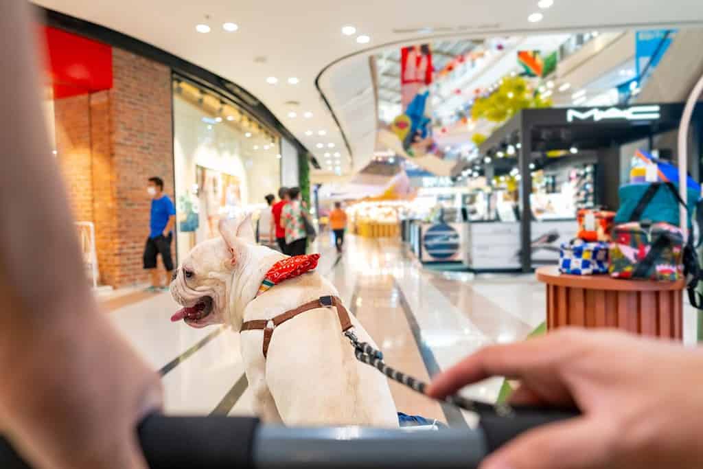 Un uomo asiatico spinge il suo bulldog francese nel passeggino per animali domestici che cammina nel centro commerciale per animali domestici.  Il cane domestico e il proprietario si godono lo stile di vita urbano all'aperto durante le vacanze estive.  Concetto di umanizzazione degli animali domestici.