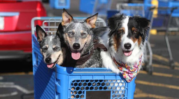 Cani nel carrello