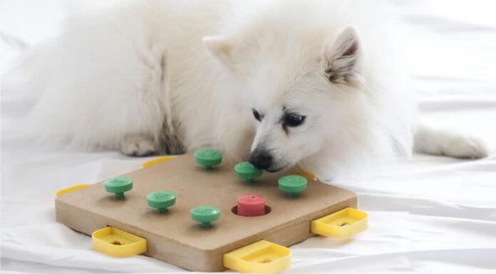 Scopri i 20 migliori giocattoli puzzle per cani che puoi acquistare oggi
