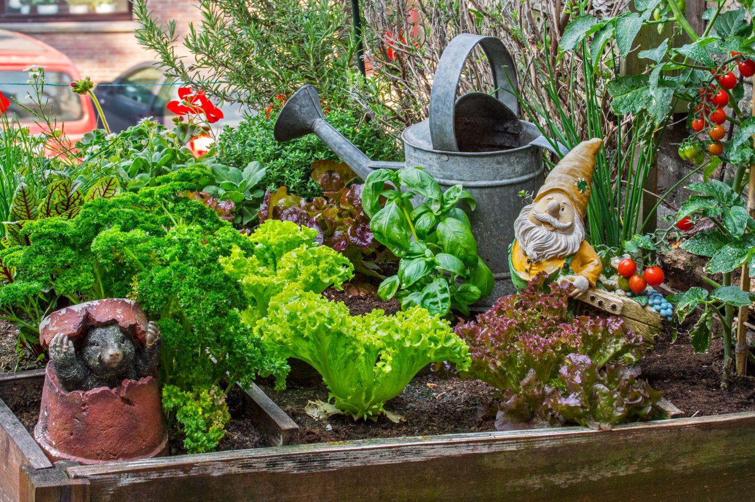 Figurina ornamentale di gnomo da giardino tra diverse specie di lattuga, erbe aromatiche, pomodori e verdure in scatola di legno di giardino rialzato di un metro quadrato sul balcone