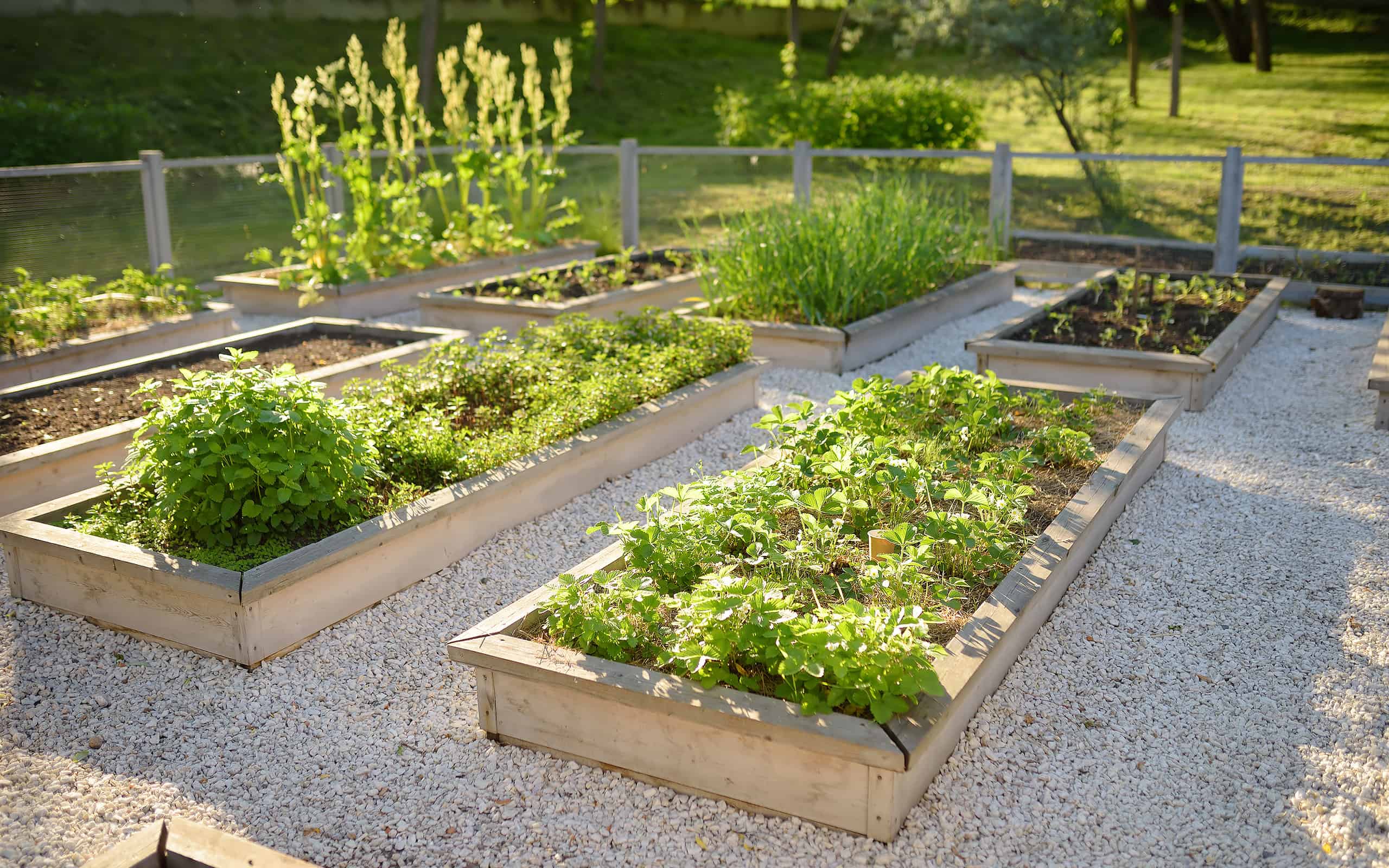 Orto comunitario.  Aiuole rialzate con piante nell'orto comunitario.  Lezioni di giardinaggio per bambini.