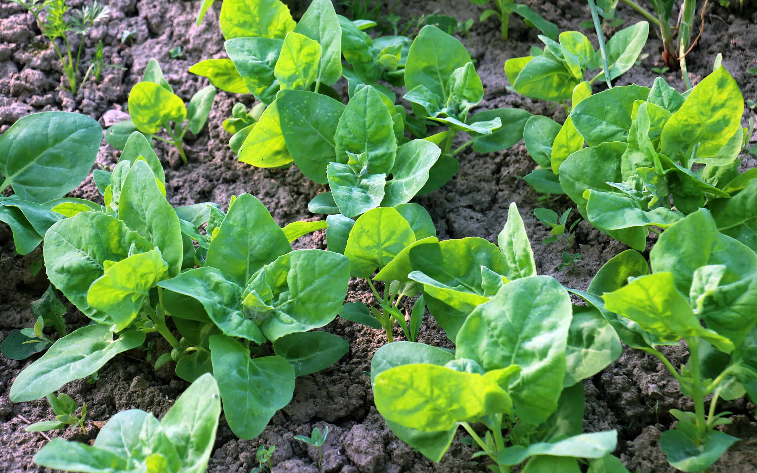 L'oraca da giardino (Atriplex hortensis) è una pianta commestibile che cresce in primavera