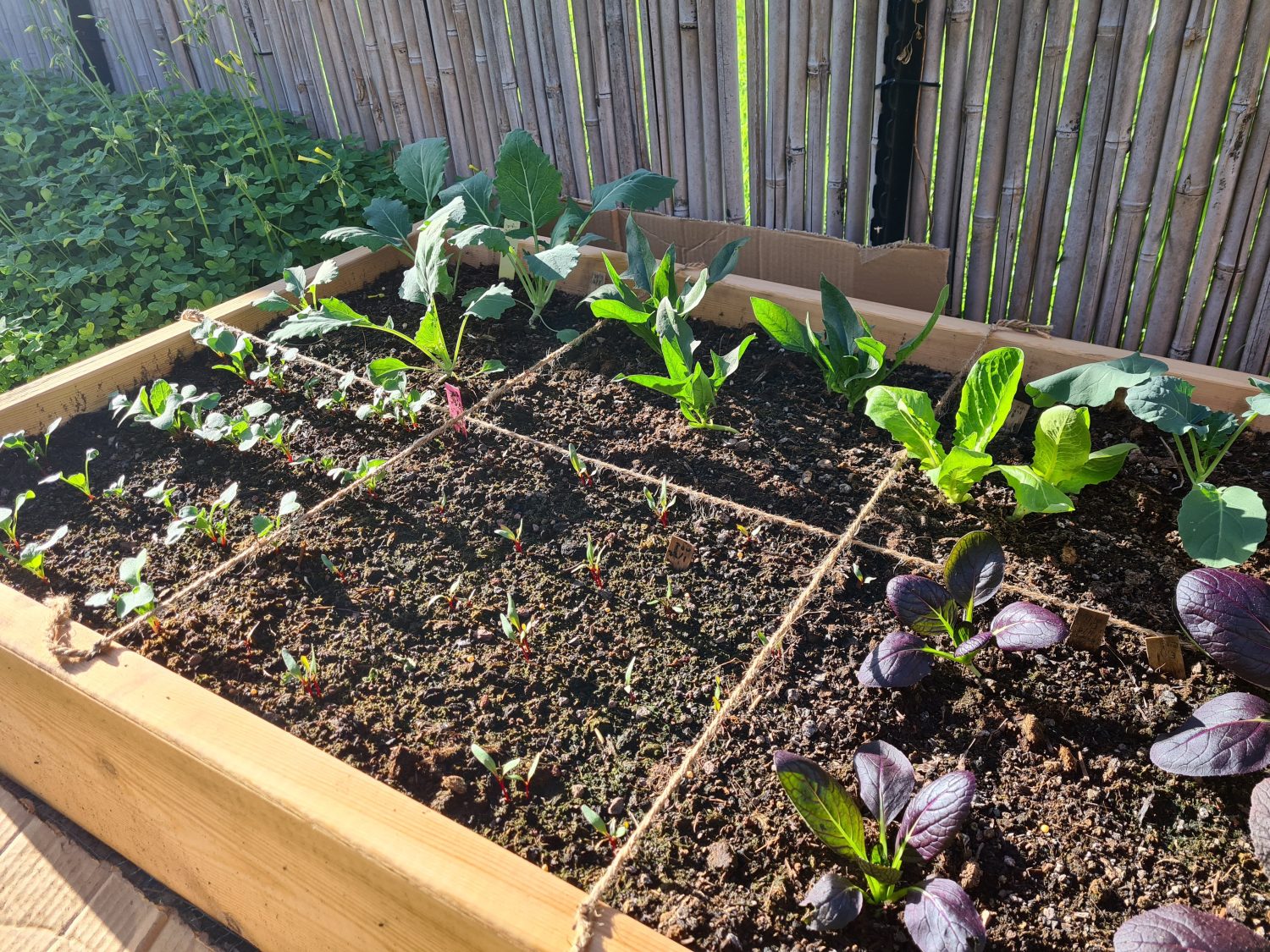 coltivare verdure biologiche con il metodo dell'orticoltura quadrata.  Le verdure crescono in un letto rialzato, pieno di compost verde maturo con giardinaggio senza scavo.