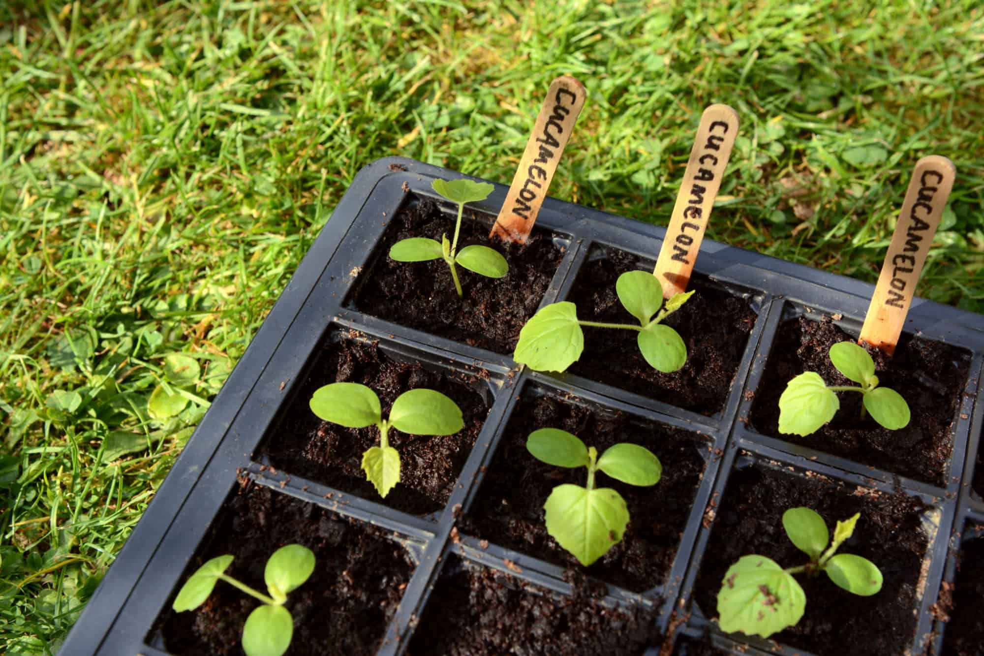 primo piano delle piantine di cucamelon