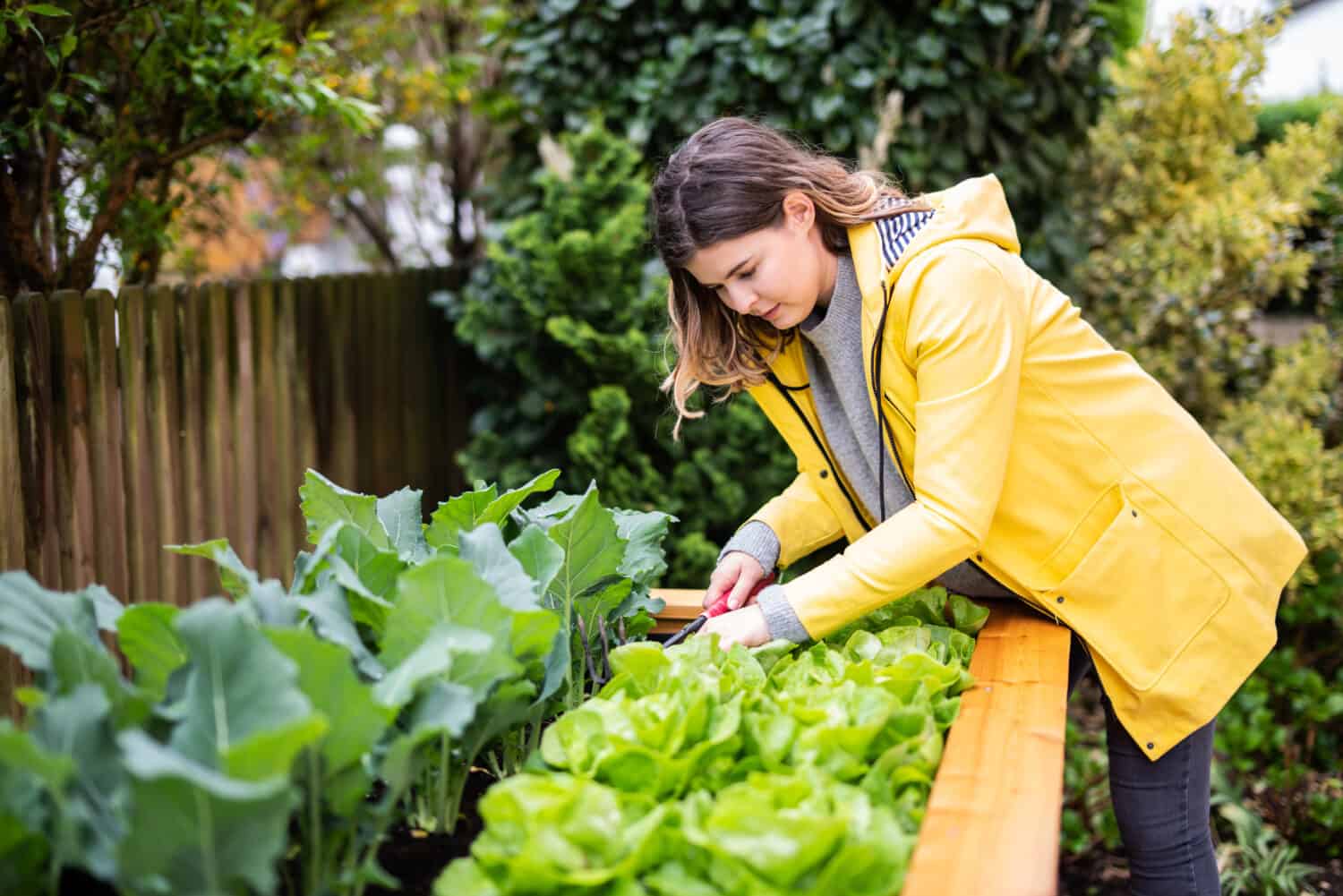 La giovane donna sta posando nell'insalata di giardino in un letto rialzato