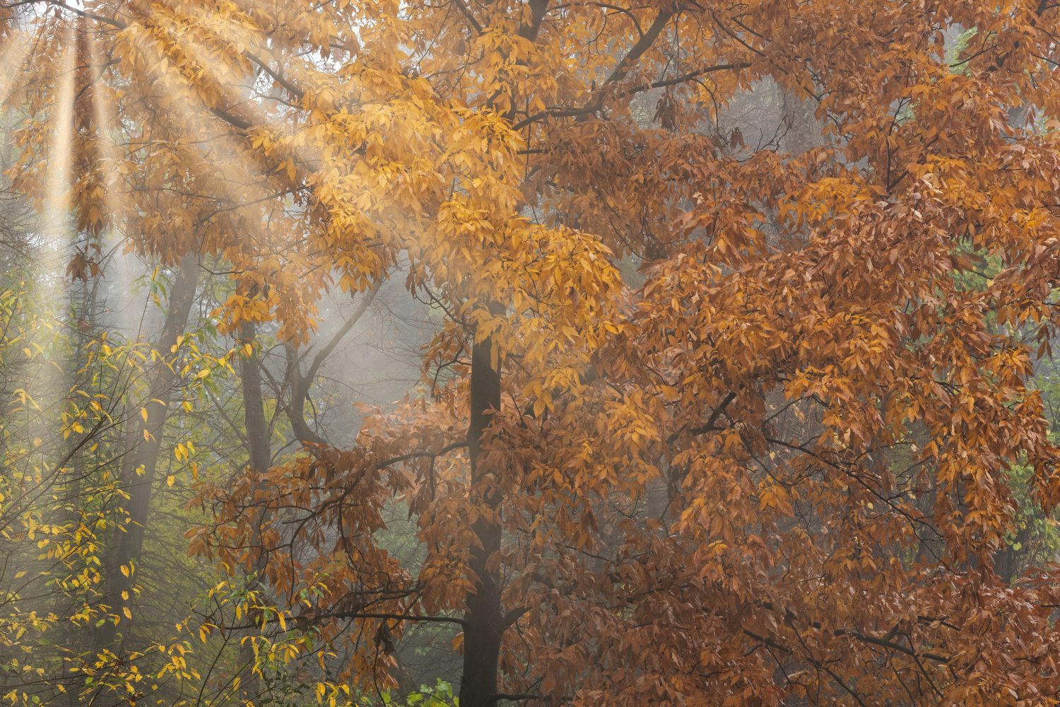 Paesaggio autunnale nebbioso della foresta con raggi di sole, Barry State Game Area, Michigan, Stati Uniti