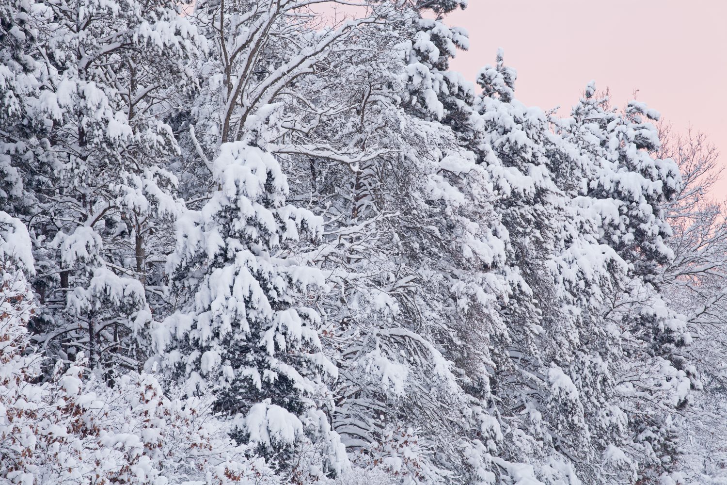 Paesaggio invernale all'alba della foresta innevata, Allegan State Game Area, Michigan, Stati Uniti