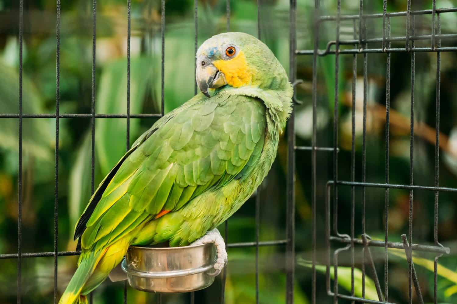 L'Amazzonia dalle ali arancioni o Amazona Amazonica, conosciuta anche localmente come pappagallo dalle ali arancioni e Loro Guaro, è un grande pappagallo amazzonico.  Uccelli selvatici in gabbia.