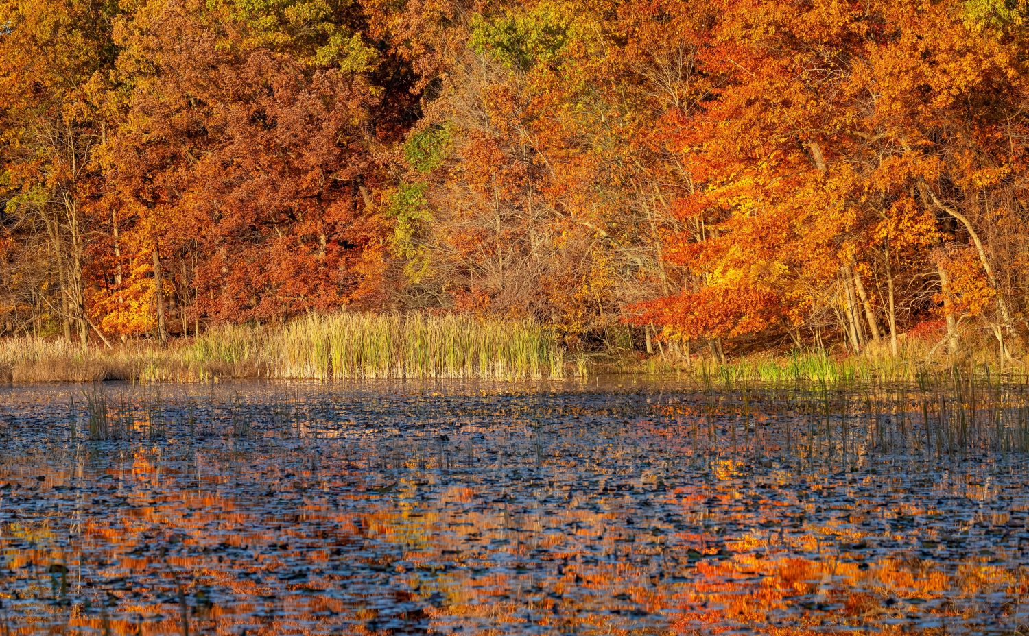 Colorati alberi autunnali in riva al lago nel parco metropolitano di Kensington, Michigan.