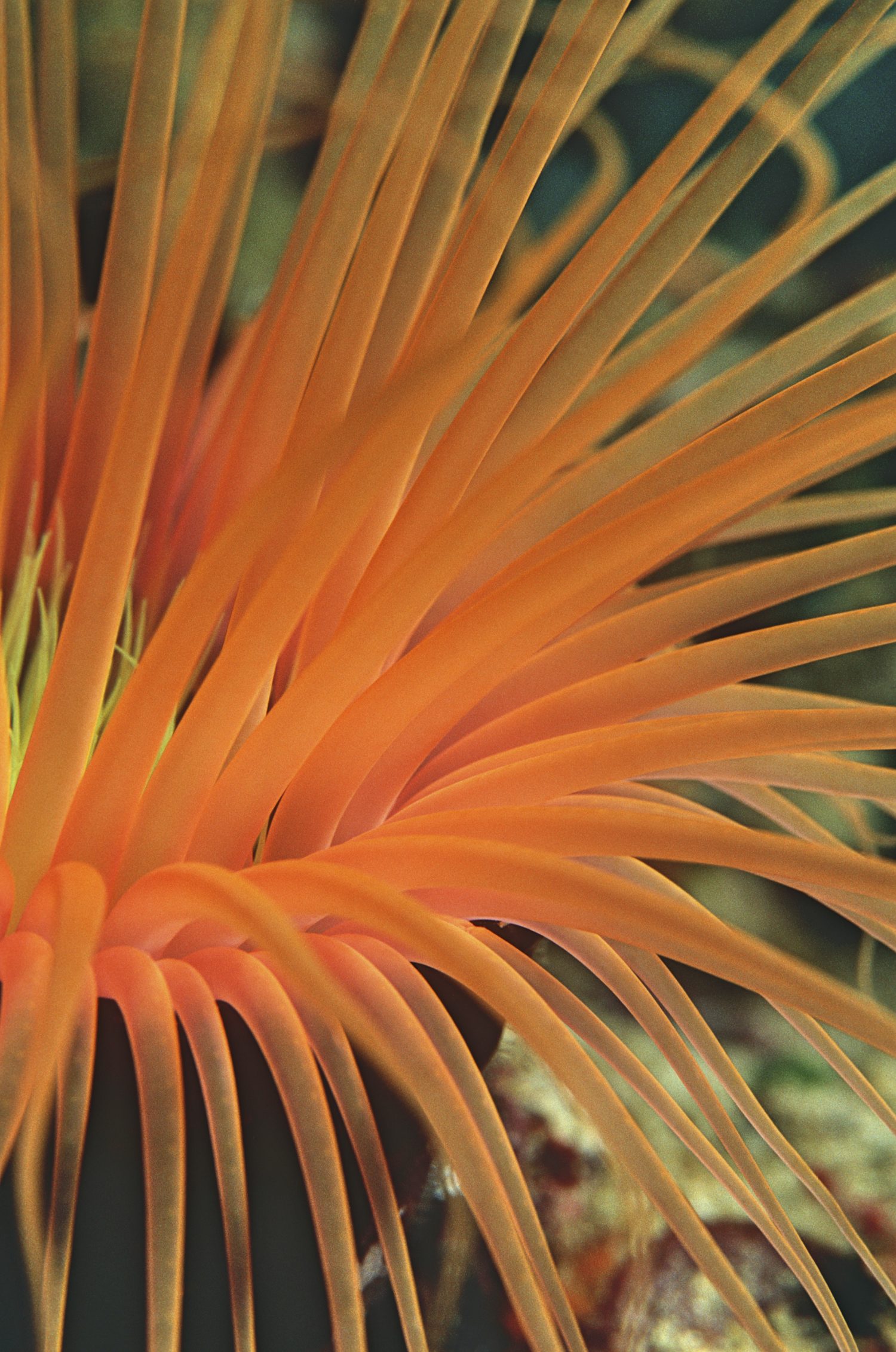 Anemone tubo arancione, primo piano