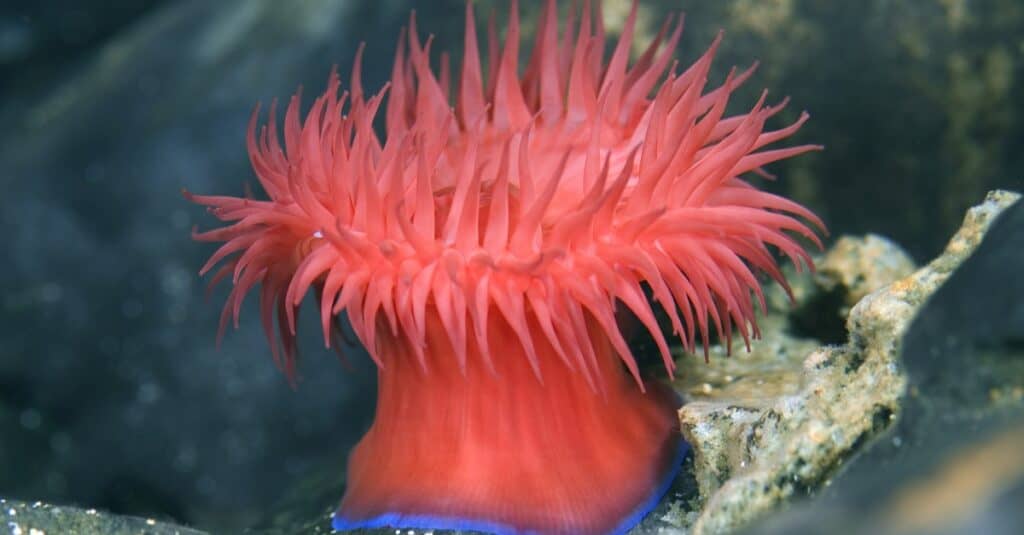 Anemone marittimo Beadlet - Actinia equina, Croazia nel mare Adriatico.