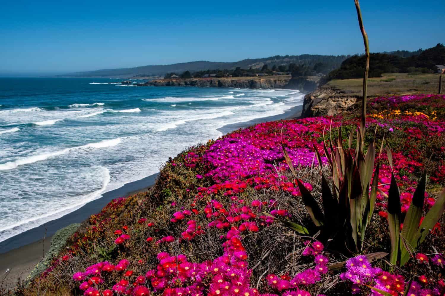 Fiori costieri sulla costa del Pacifico a Sea Ranch, California: una destinazione di viaggio per anziani conveniente e dal clima caldo 