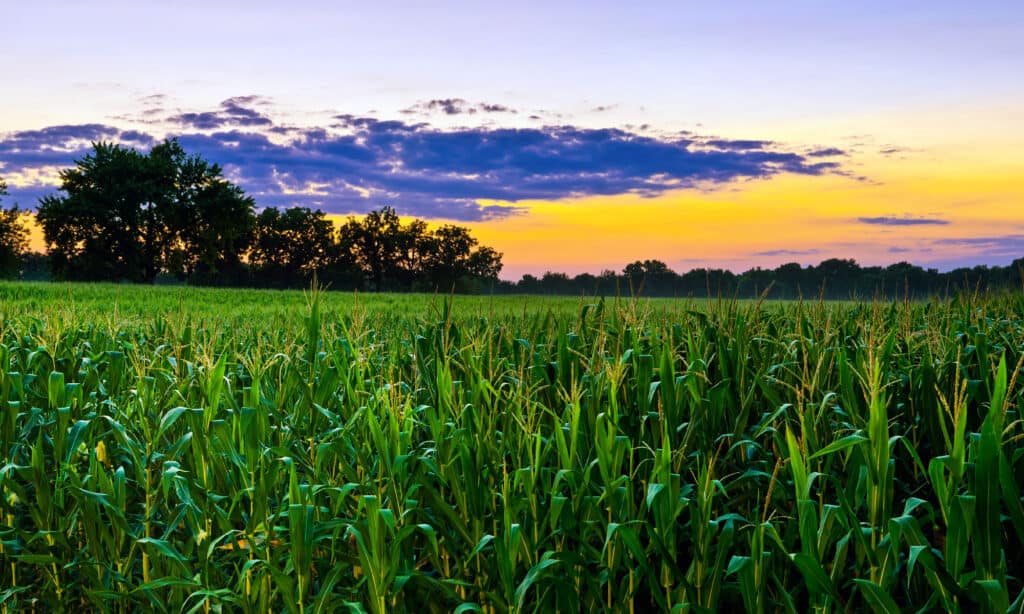 Campo di mais al tramonto