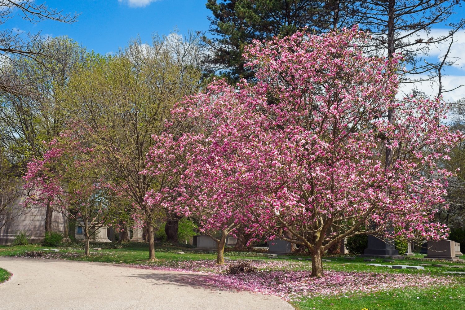 Una magnolia rosa brillante in piena fioritura nel cimitero di Lake View di Cleveland a metà aprile