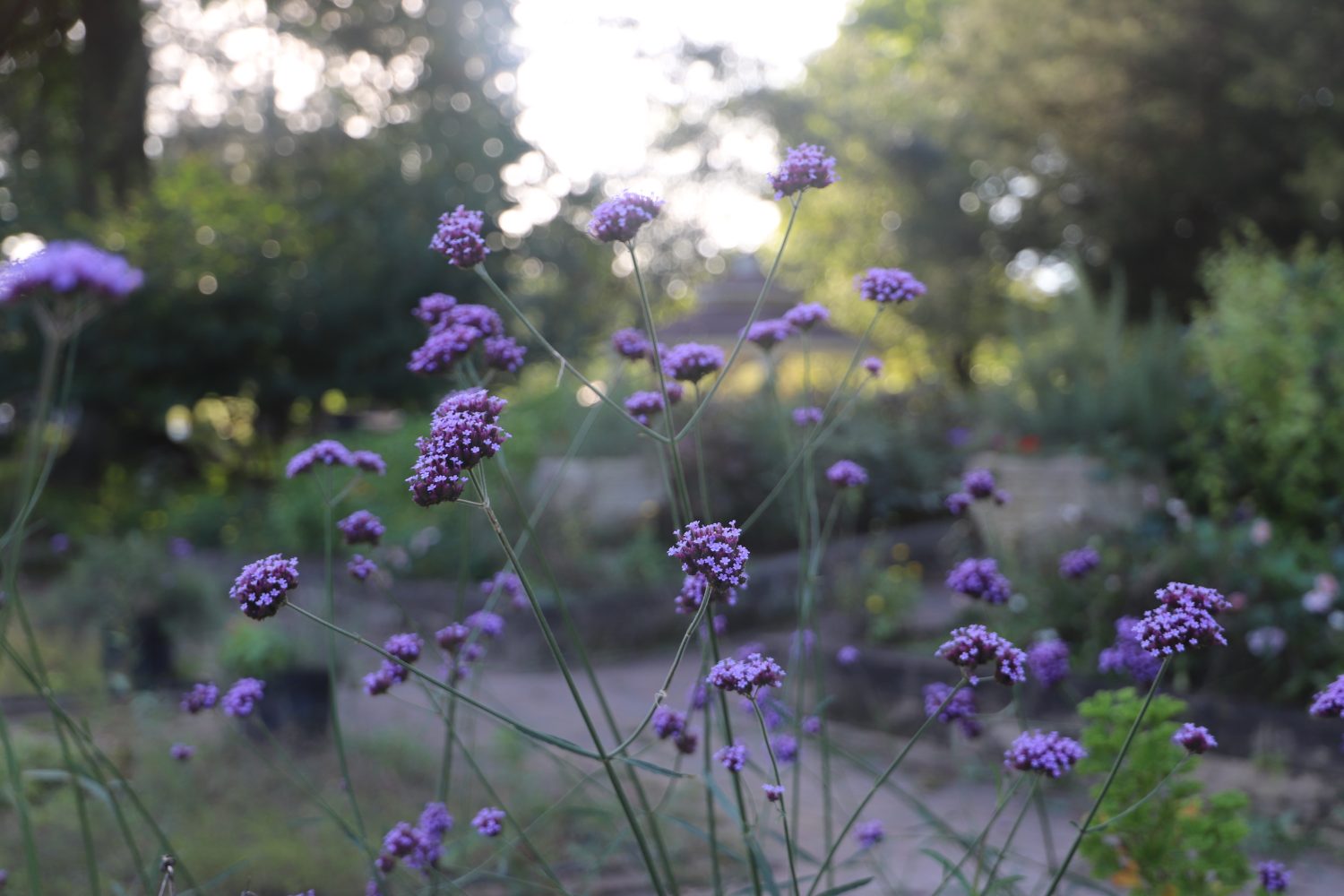 Fiori selvatici di lavanda al Quail Hollow State Park