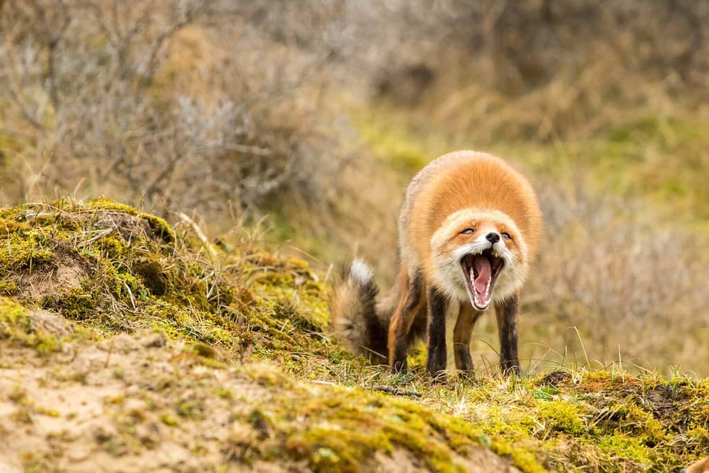 Volpe rossa arrabbiata in piedi in uno sfondo naturale urlando