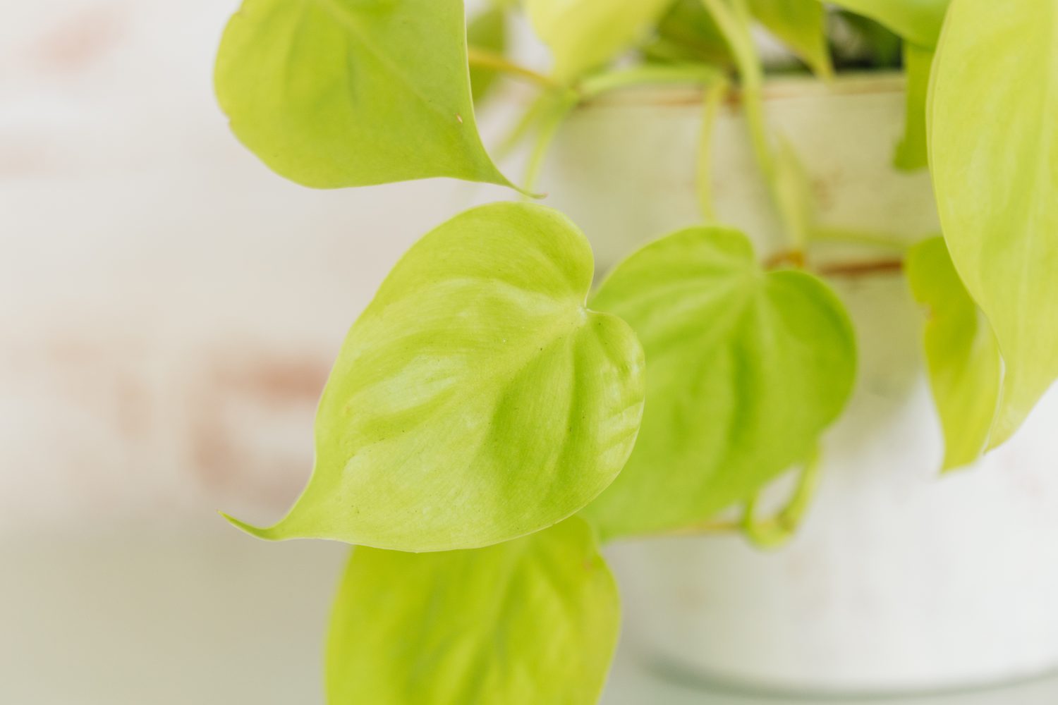 Philodendron Lemon Lime in vaso di terracotta dipinto di bianco contro carta da parati in mattoni rossi sullo sfondo su ripiano verde menta.