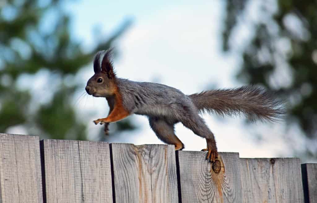 Lo scoiattolo corre, salta vicino al recinto.