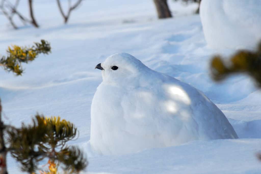 Una pernice bianca dalla coda bianca si nasconde contro la neve con il suo piumaggio invernale tutto bianco.