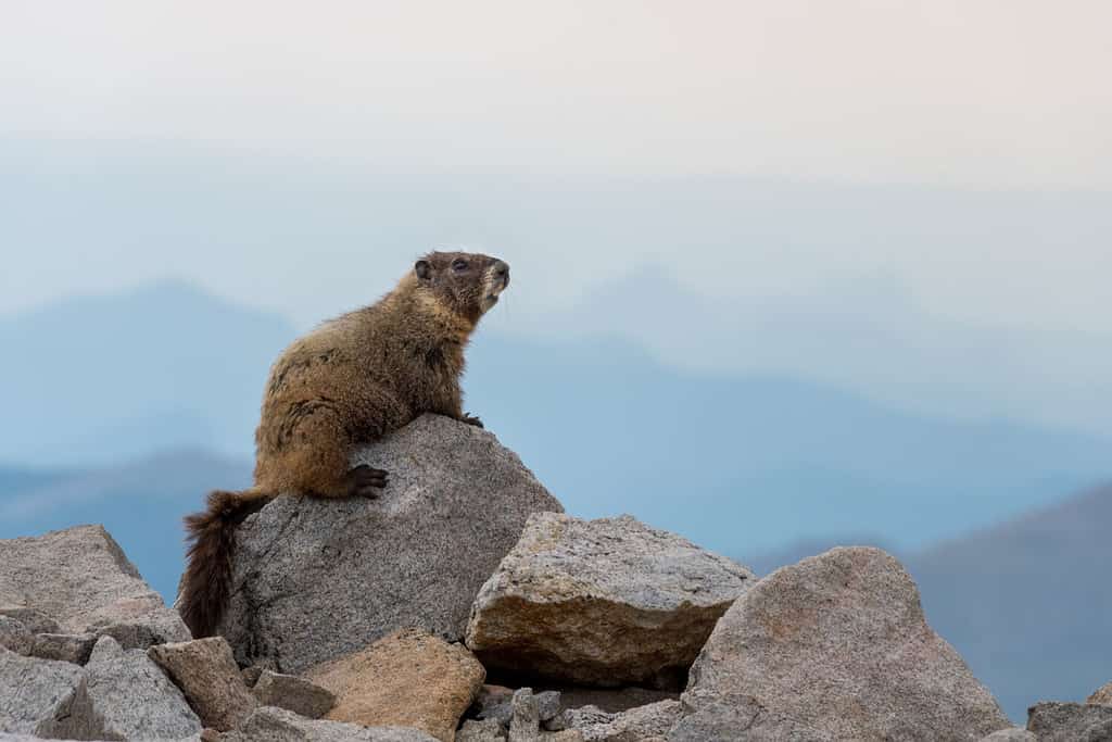 Marmotta dal ventre giallo seduta su una roccia.  Colorado, Stati Uniti.