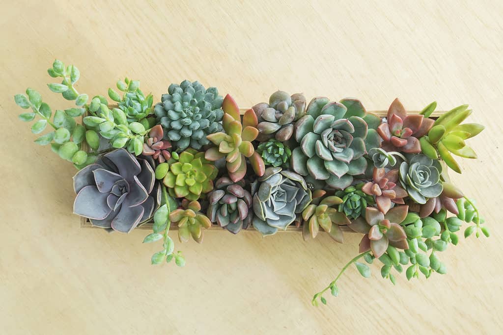 Vista dall'alto della scatola di legno di echeveria fiorita, piante succulente di sedum.