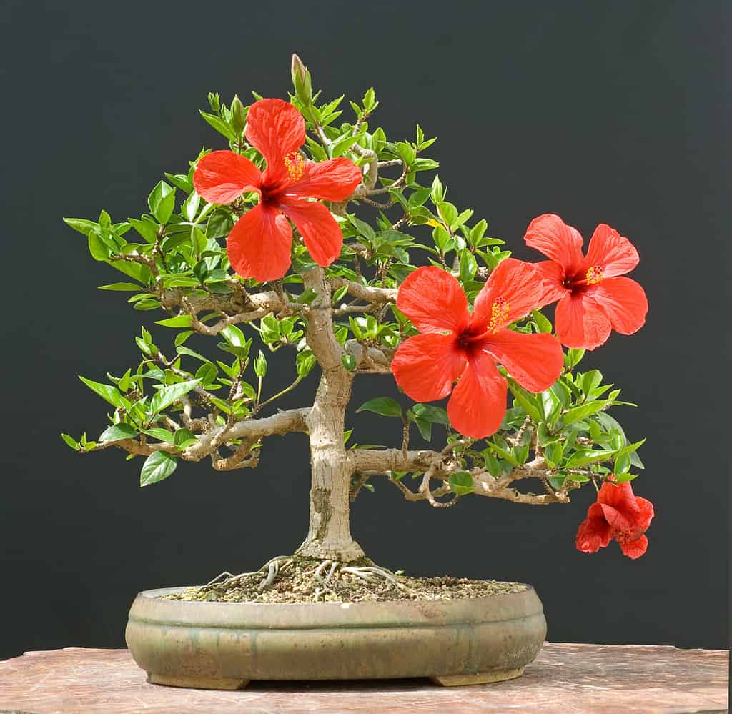 bonsai di ibisco in fiore