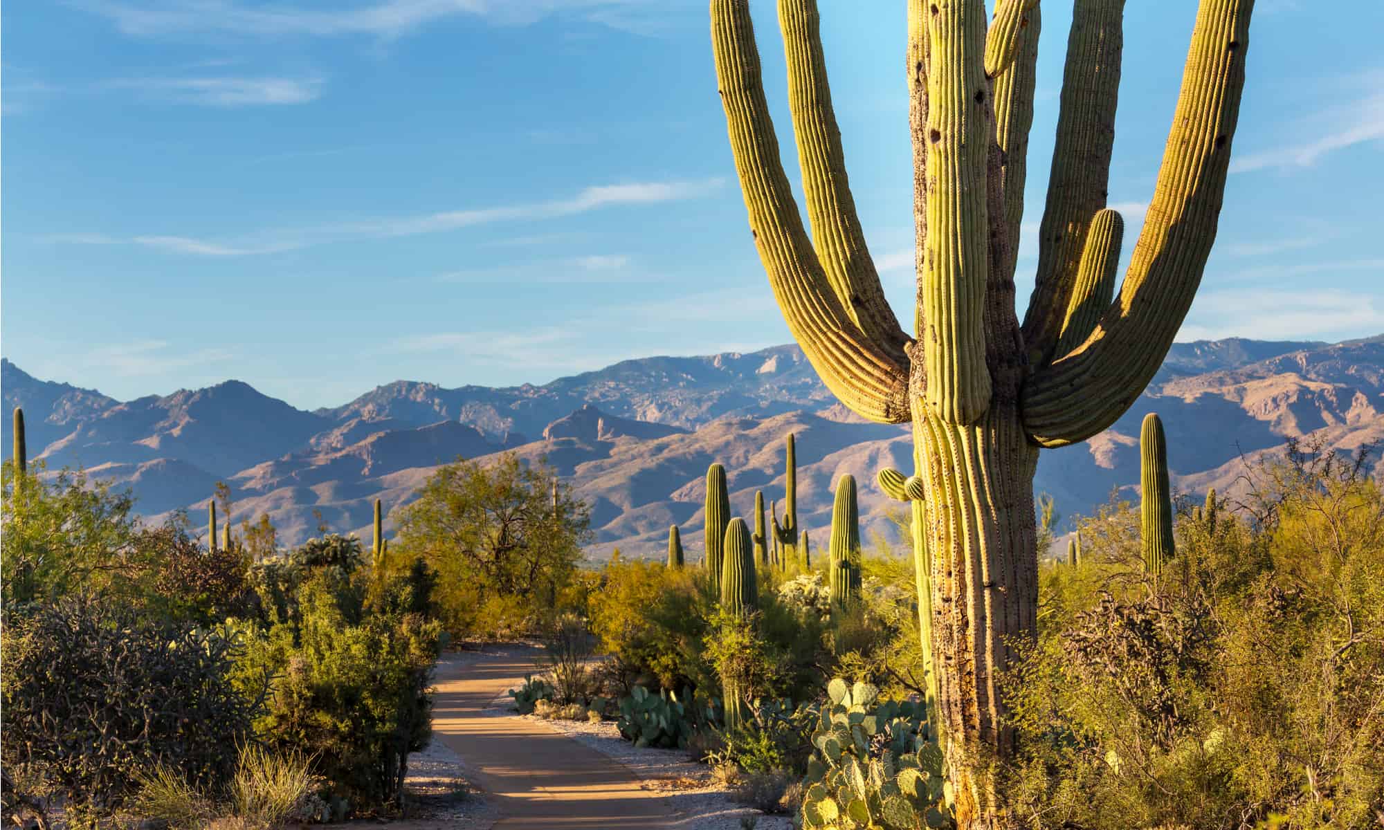 Parco Nazionale del Saguaro