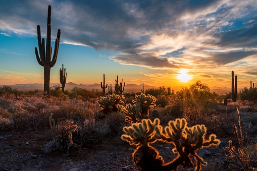 Siluetta del tramonto del Saguaro #72