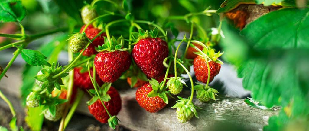 Cespuglio di fragole organiche mature nel giardino da vicino.  Coltivare un raccolto di fragole naturali