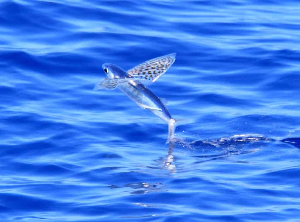 Pesci volanti che volano sul mare