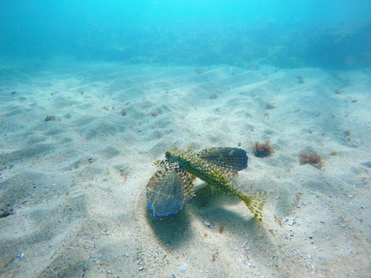 pesce volante, bellissima creatura marina