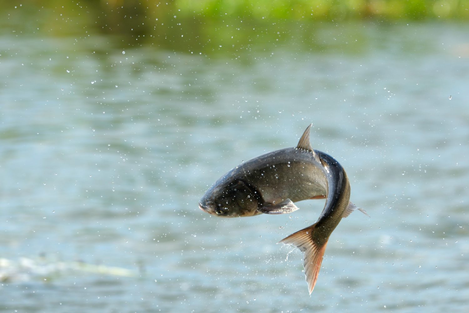 pesci volanti sopra il fiume