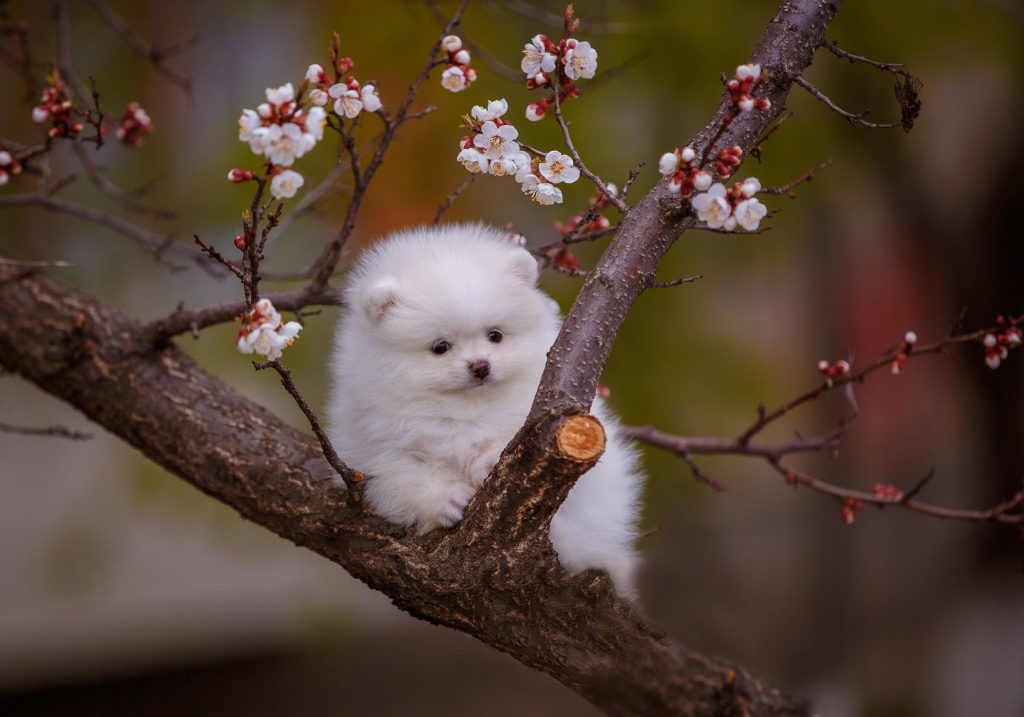 Cuccioli di Pomerania