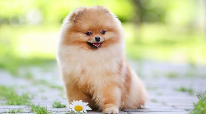 Cuccioli di Pomerania