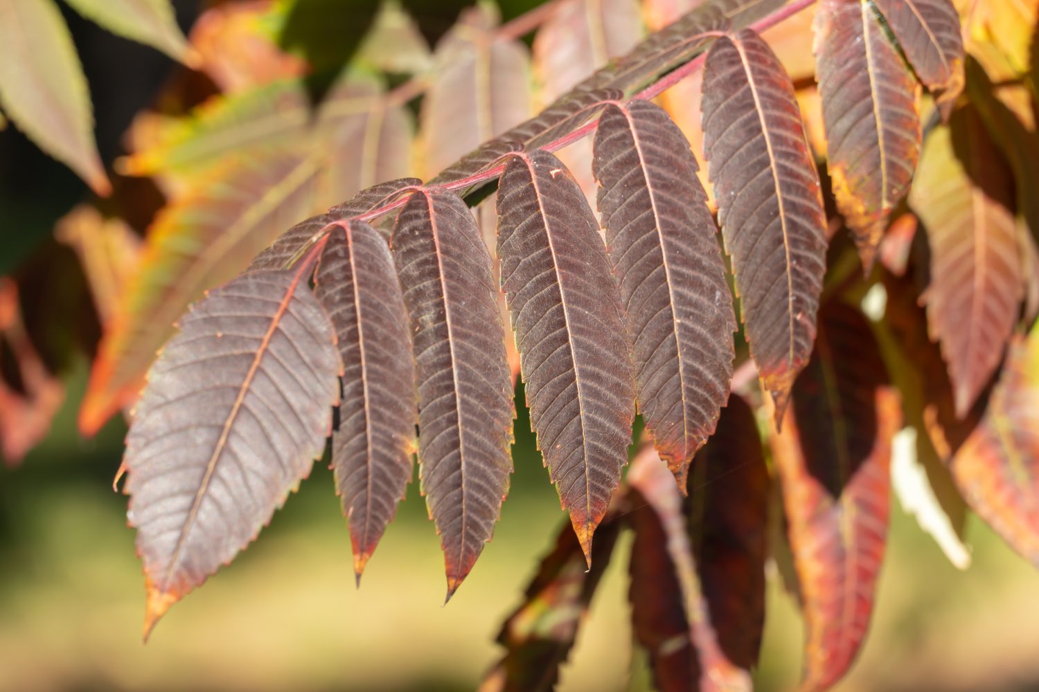 Foglia marrone di sommacco canadese nel giardino autunnale.  Rhus albero della famiglia delle Anacardiaceae.  Foglie arancioni di arbusto deciduo.  Spezie ottenute da bacche macinate del tipo sommacco.  Modello di fogliame autunnale.  Sfondo naturale.