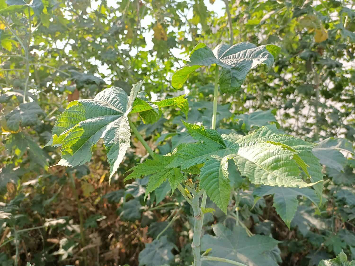 Sfondo di foglie di Castrol (Arandy Patta)  