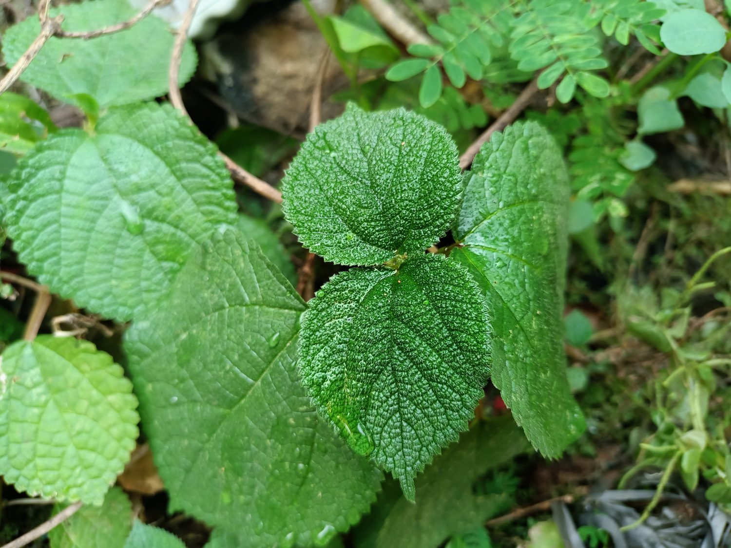 La Gympie-gympie è una pianta frondosa che può crescere fino a 2 metri di altezza, con foglie larghe fino a 50 centimetri e foglie verdi.  Sulla superficie delle foglie sono presenti spine fini