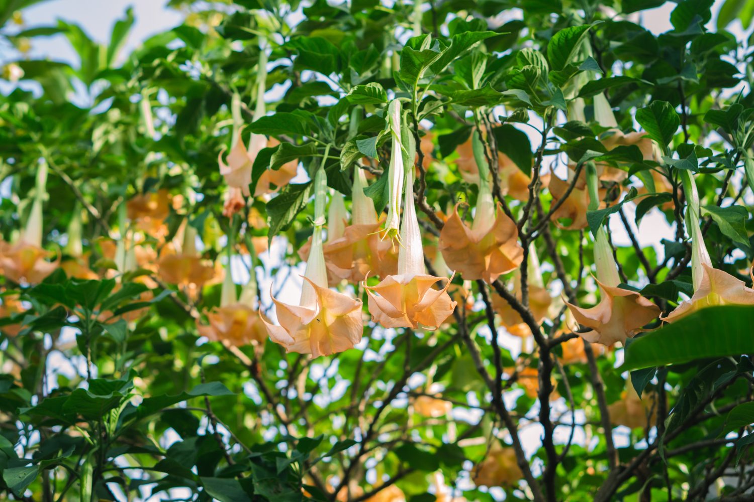 Fiori di Brugmansia Arborea o fiori di tromba degli angoli in una giornata di sole