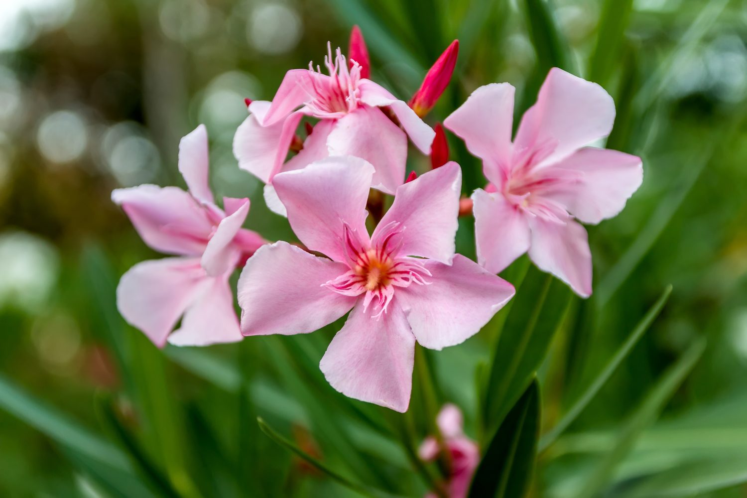 Oleandro.  Fiori rosa belli e delicati