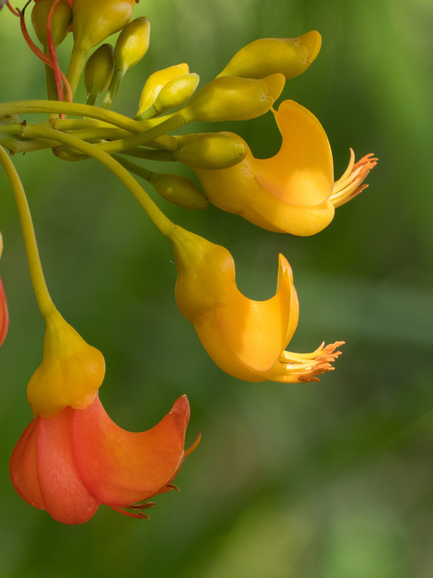 Fiori di albero di fagioli neri (Castanospermum australe) in fiore.  Fotografato a Cow Bay, estremo Nord Queensland, Australia.